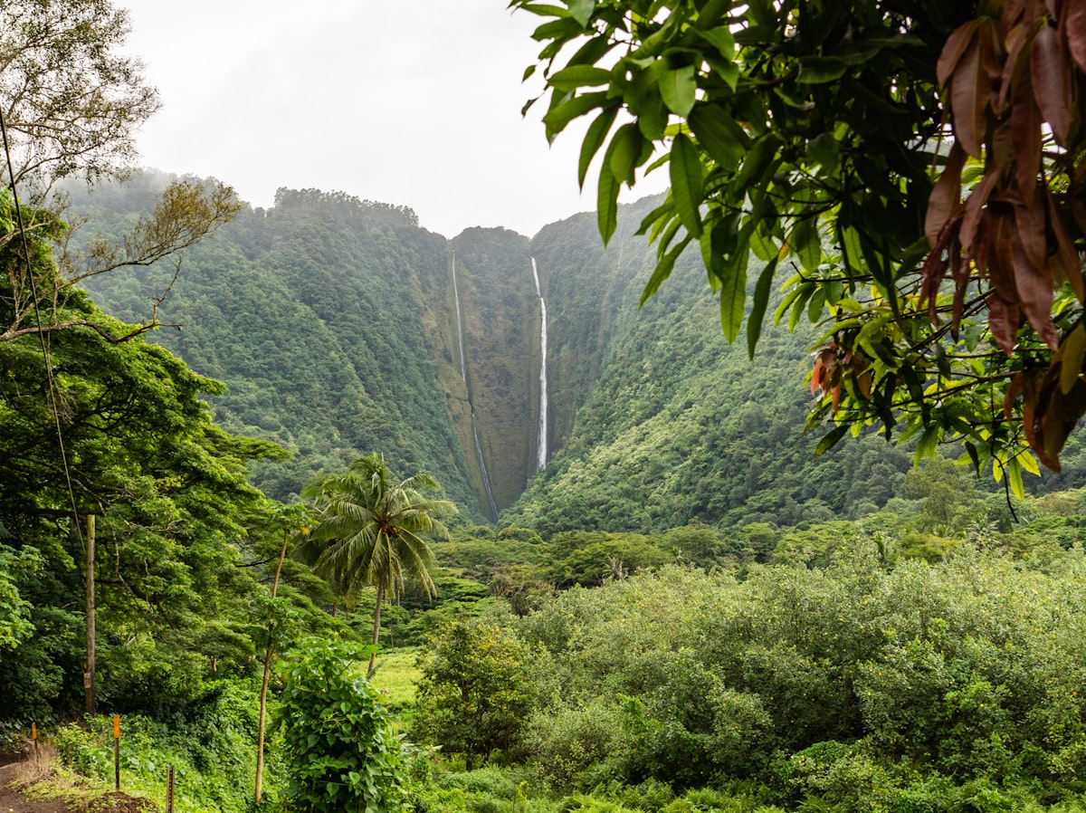Vallée tropicale et cascade à Hawaï